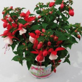 fuchsie Jollies Cassis - Fuchsia Jollies Cassis