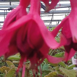 fuchsie hristian Peter Rothemund - Fuchsia hristian Peter Rothemund