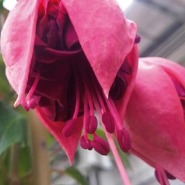 fuchsie Christel Sembach Krone - Fuchsia Christel Sembach Krone