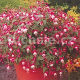 fuchsie Tinny - Fuchsia Tinny