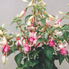 fuchsie Maria Landy - Fuchsia Maria Landy