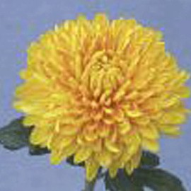 listopadka Bornholm - Chrysanthemum Bornholm
