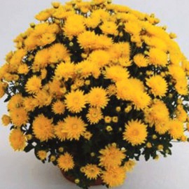 chryzantma Multiflora Pavla - Chrysanthemum Multiflora Pavla
