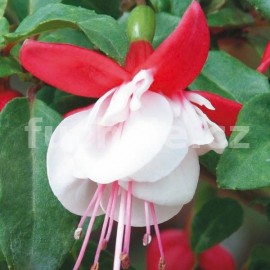 fuchsie Nice'n Easy - Fuchsia Nice'n Easy