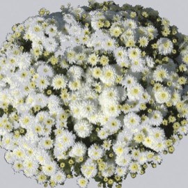 chryzantma Multiflora - Chrysanthemum Multiflora