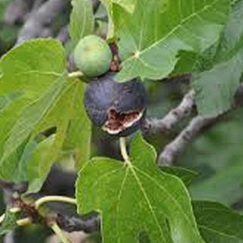 fkovnk smokvo - Ficus carica