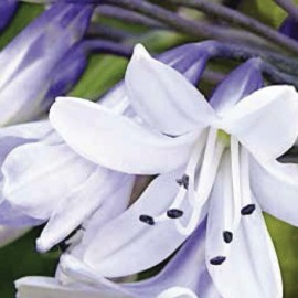 Kalokvt Shooting Stars - Agapanthus Shooting Stars
