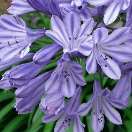 Kalokvt Ethel's Joy - Agapanthus Ethel's Joy