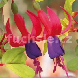 fuchsie Genni - Fuchsia Genni