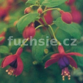 fuchsie Herald - Fuchsia Herald