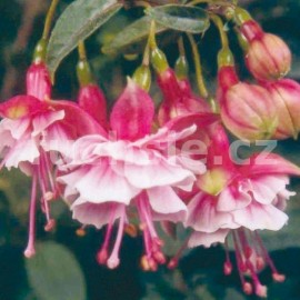 fuchsie Lancashire Lad - Fuchsia Lancashire Lad