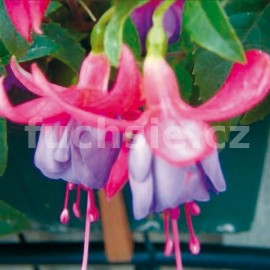 fuchsie Madeleine Sweny - Fuchsia Madeleine Sweny