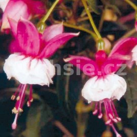 fuchsie Margaret Kendrich - Fuchsia Margaret Kendrich