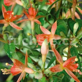 fuchsie Walz Jubelten - Fuchsia Walz Jubelten