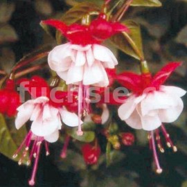 fuchsie Sir Matt Busby - Fuchsia Sir Matt Busby