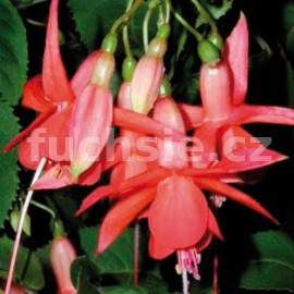fuchsie Lord Lansdale - Fuchsia Lord Lansdale