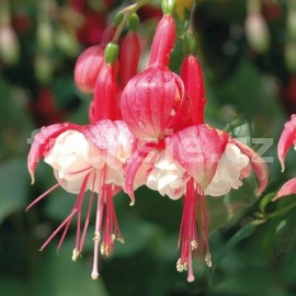 fuchsie Niedersachsen - Fuchsia Niedersachsen