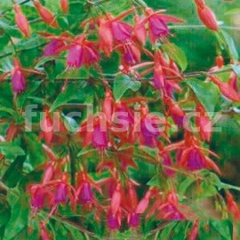 fuchsie Benisser Hardy - Fuchsia Benisser Hardy