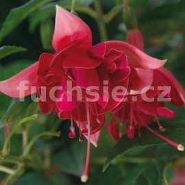 fuchsie Gr. Elli Trautmalsdore - Fuchsia Gr. Elli Trautmalsdore