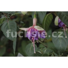 fuchsie Susie Oscese - Fuchsia Susie Oscese