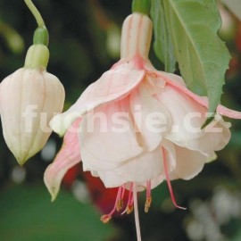 fuchsie Shady Lady - Fuchsia Shady Lady