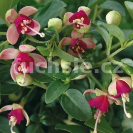 fuchsie Picollo - Fuchsia Picollo