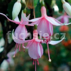 fuchsie Keystone - Fuchsia Keystone