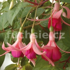 fuchsie Elisabeth Hondrine - Fuchsia Elisabeth Hondrine