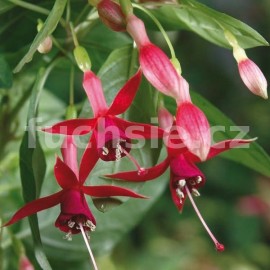 fuchsie Loanna - Fuchsia Loanna