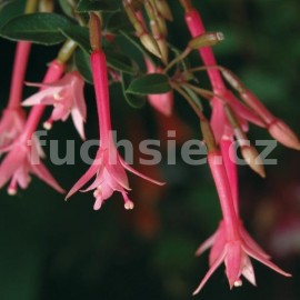 fuchsie Grta - Fuchsia Grta