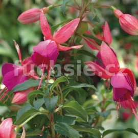 fuchsie Gladys Haddaway - Fuchsia Gladys Haddaway