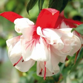 fuchsie Snowburner - Fuchsia Snowburner