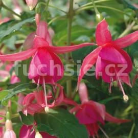 fuchsie Jack Shnanan - Fuchsia Jack Shnanan