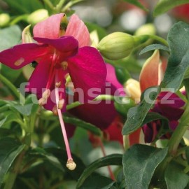 fuchsie Turkisch Delight - Fuchsia Turkisch Delight