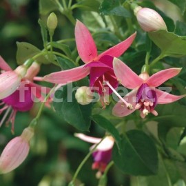 fuchsie Diva Mariah - Fuchsia Diva Mariah