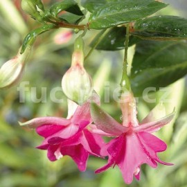 fuchsie Katie - Fuchsia Katie