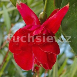 fuchsie Jam Roll - Fuchsia Jam Roll