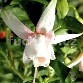 fuchsie Silver Dollar - Fuchsia Silver Dollar