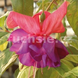 fuchsie Tafeta Bow - Fuchsia Tafeta Bow