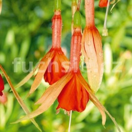 fuchsie Fiere Spieder - Fuchsia Fiere Spieder