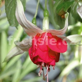 fuchsie Sevent Heaven - Fuchsia Sevent Heaven
