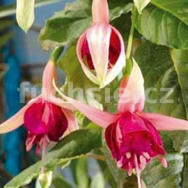 fuchsie Frau Vreni Flukinger - Fuchsia Frau Vreni Flukinger