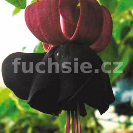 fuchsie Rohees Queen - Fuchsia Rohees Queen
