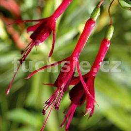 fuchsie Zulu Queen - Fuchsia Zulu Queen