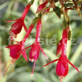 fuchsie Stadt Villach - Fuchsia Stadt Villach