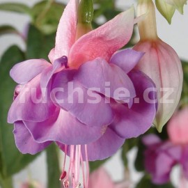 fuchsie Heydon - Fuchsia Heydon
