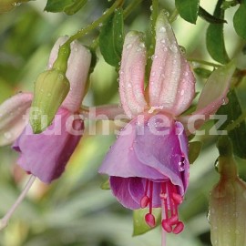 fuchsie Kiss n Tell - Fuchsia Kiss n Tell