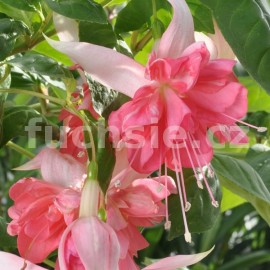 fuchsie Markus Graham - Fuchsia Markus Graham