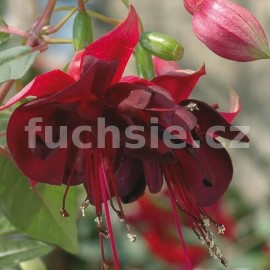 fuchsie Maxima - Fuchsia Maxima