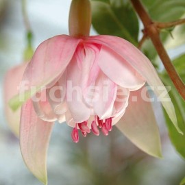 fuchsie Bert Simone - Fuchsia Bert Simone